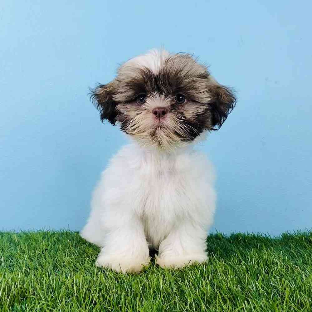 Male Shih Tzu Puppy for sale