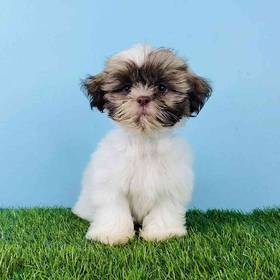 Shih Tzu