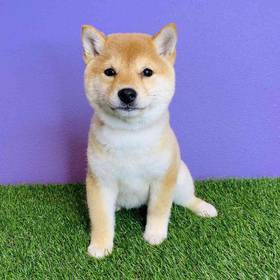 Shiba Inu