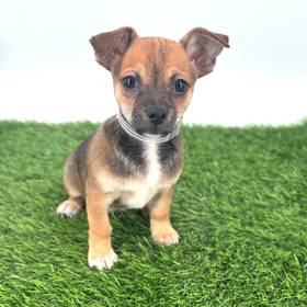 Chihuahua