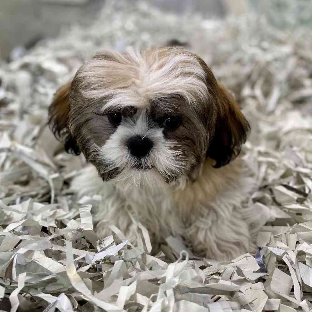 carousel pet images