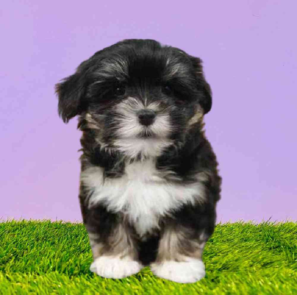 carousel pet images