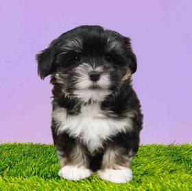 Havanese