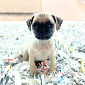 Pug