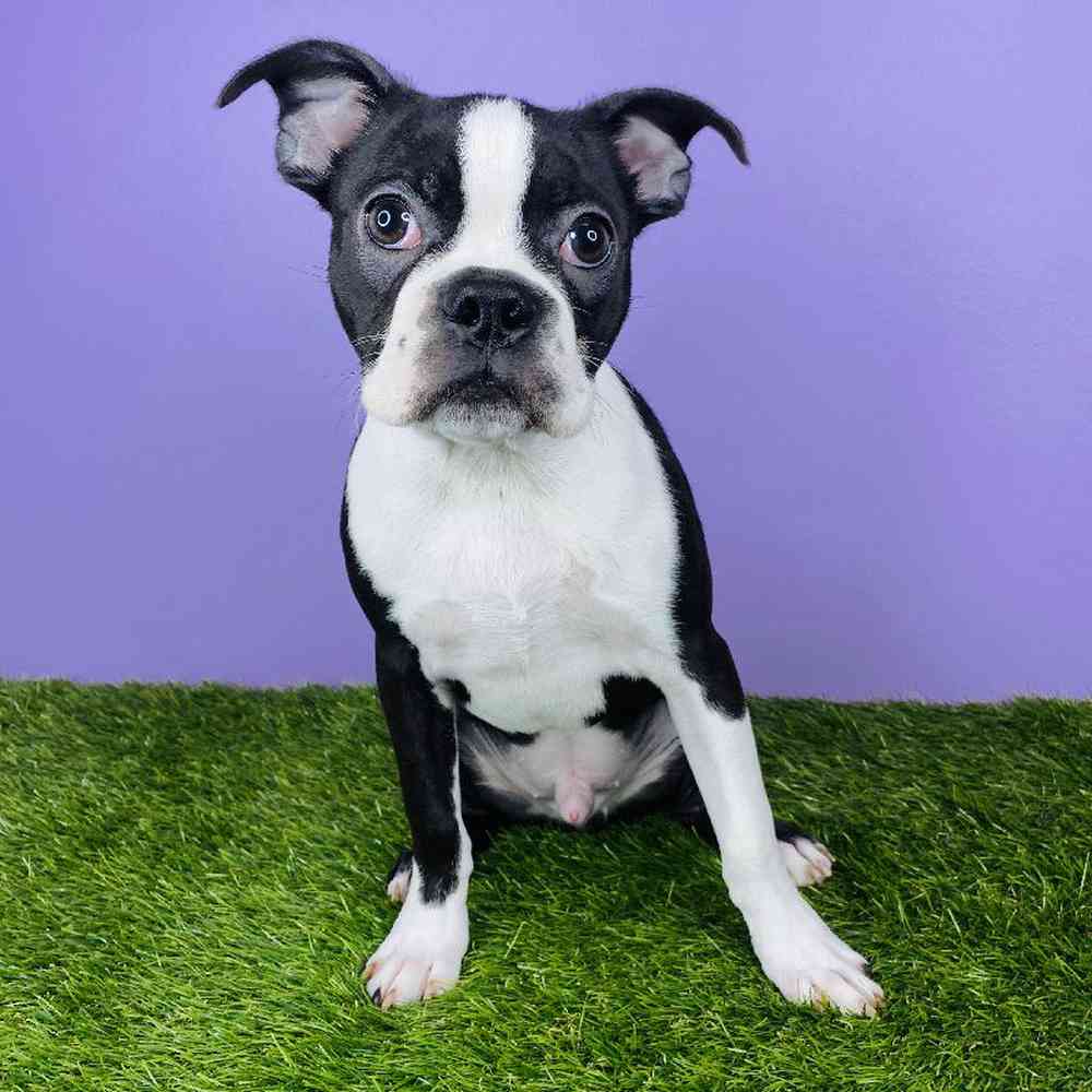 Male Boston Terrier Puppy for sale