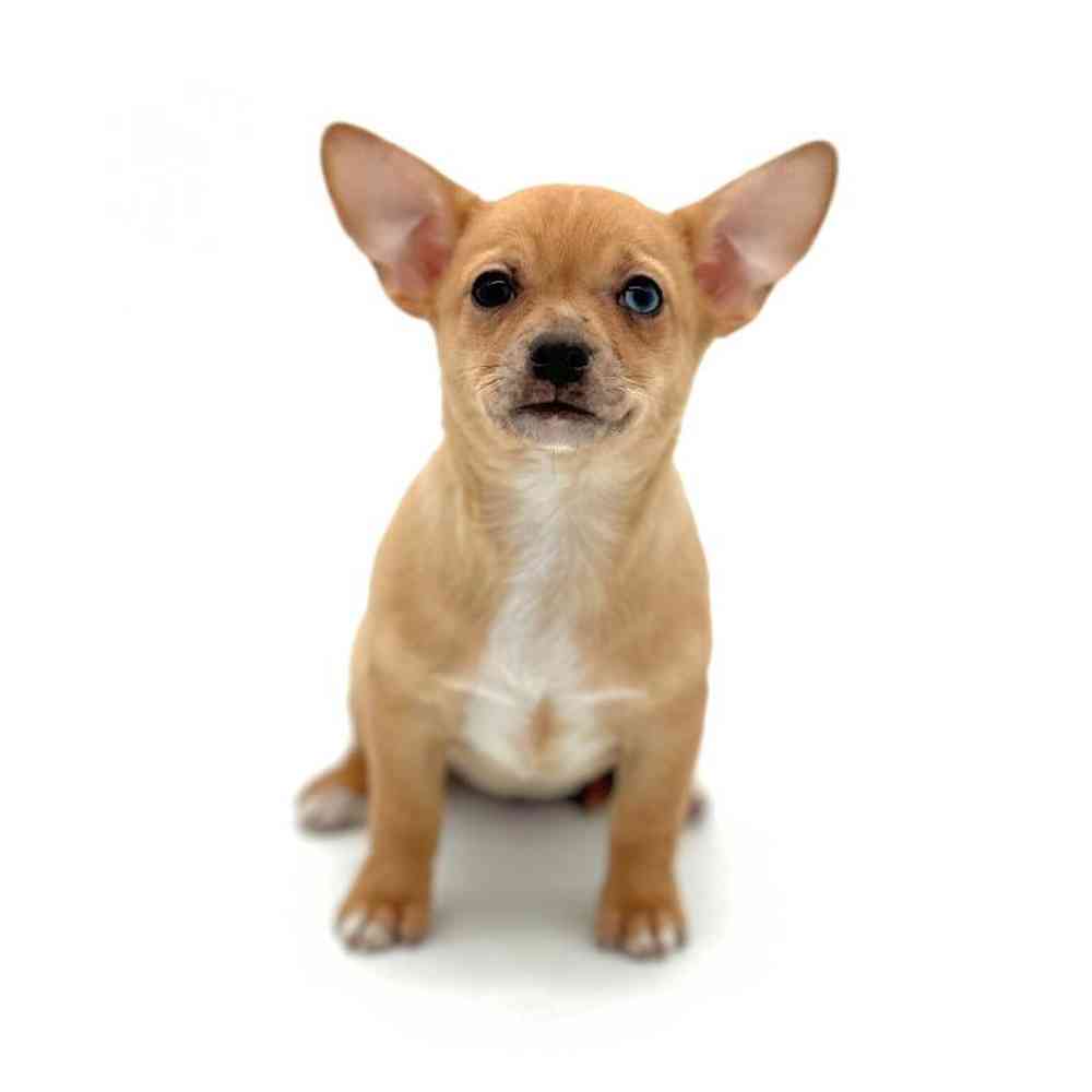Female Chihuahua Puppy for Sale in Puyallup, WA