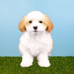 Maltipoo