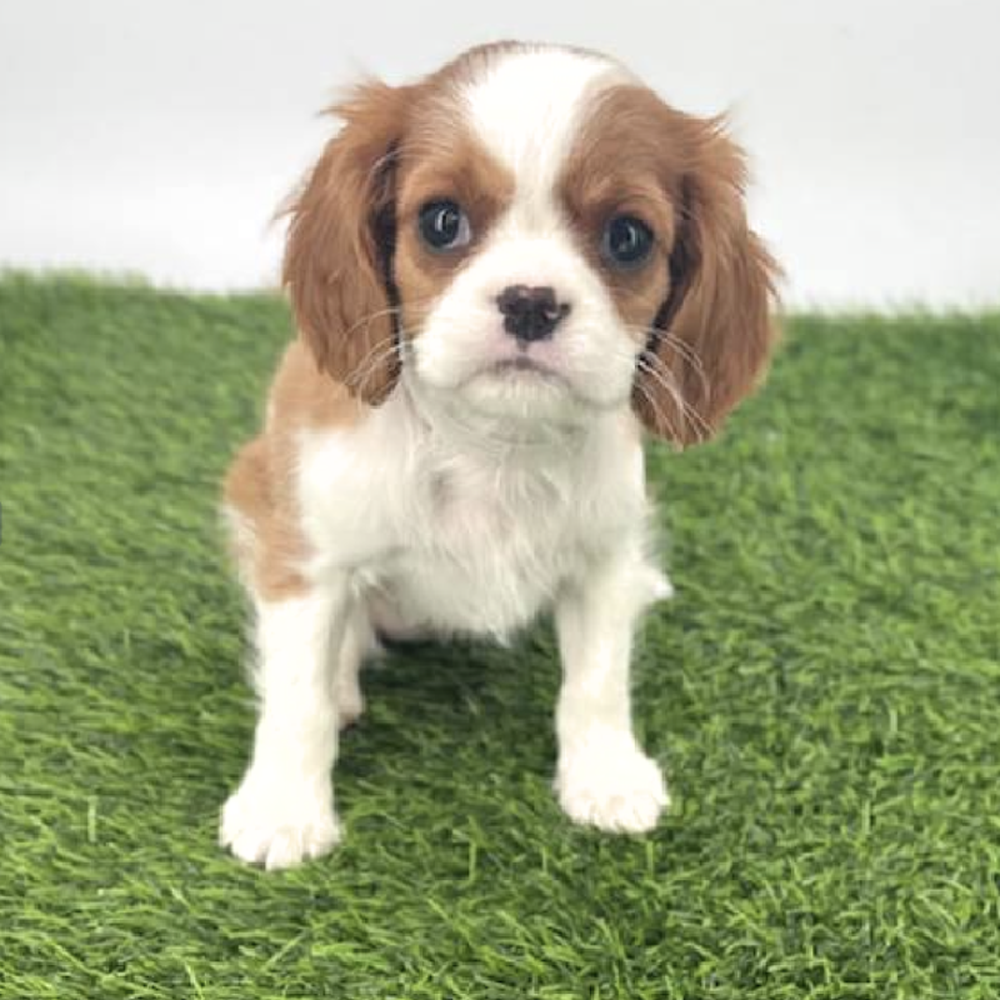 pet breed image