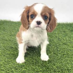 Cavalier King Charles Spaniel