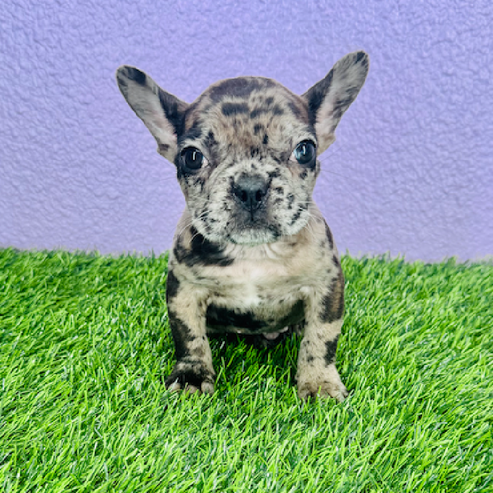 pet breed image
