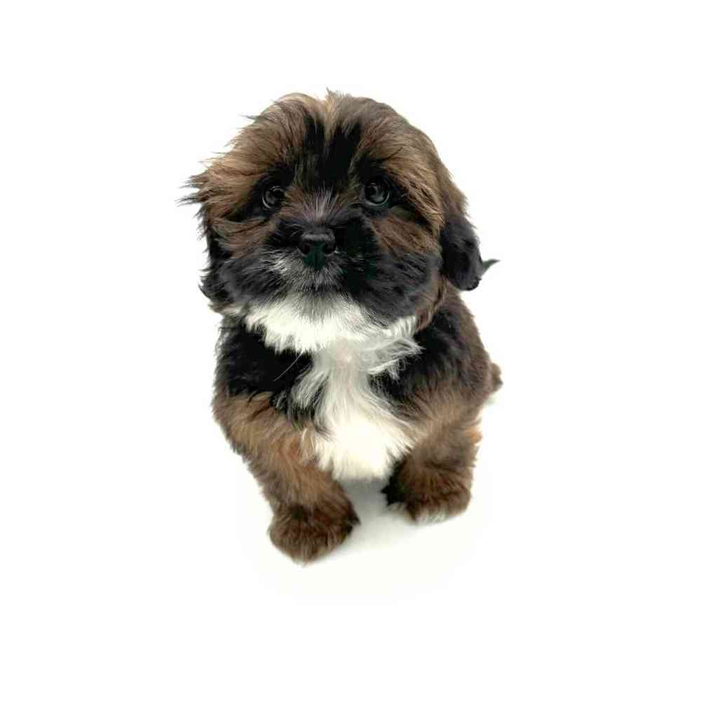 Female Lhasa Apso Puppy for Sale in Puyallup, WA