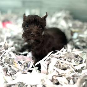 Mini Schnauzer
