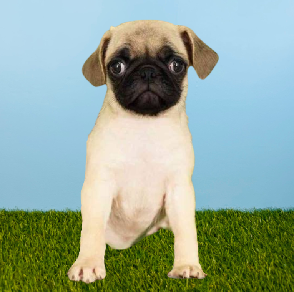 Female Pug Puppy for Sale in Pasadena, TX