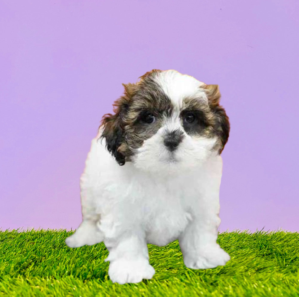 Female Teddy Bear Puppy for Sale in Puyallup, WA