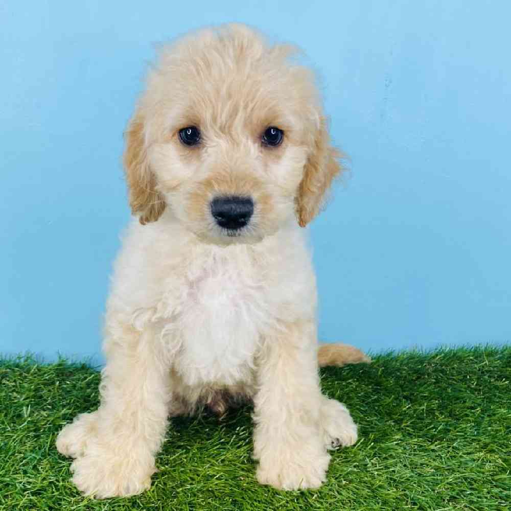 Male 2nd Gen Mini Goldendoodle Puppy for sale