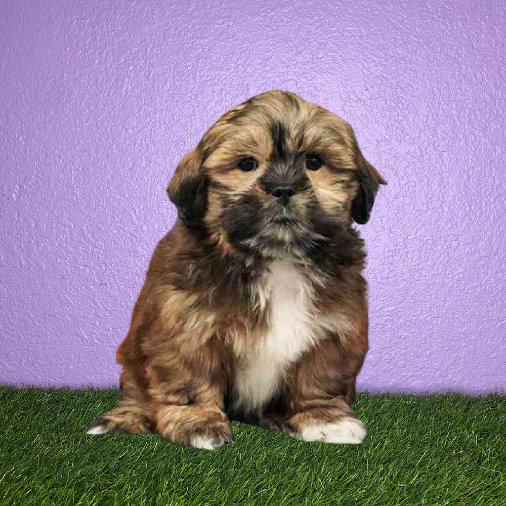 carousel pet images