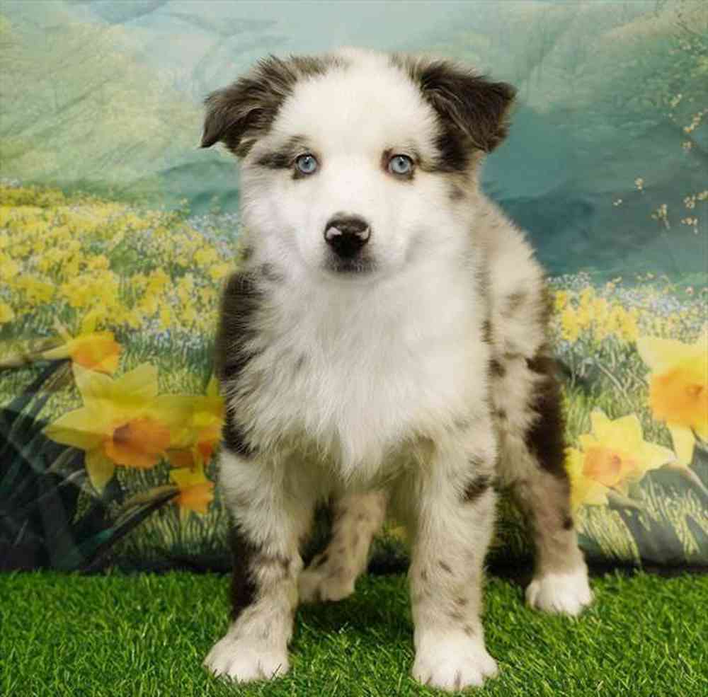 pet breed image