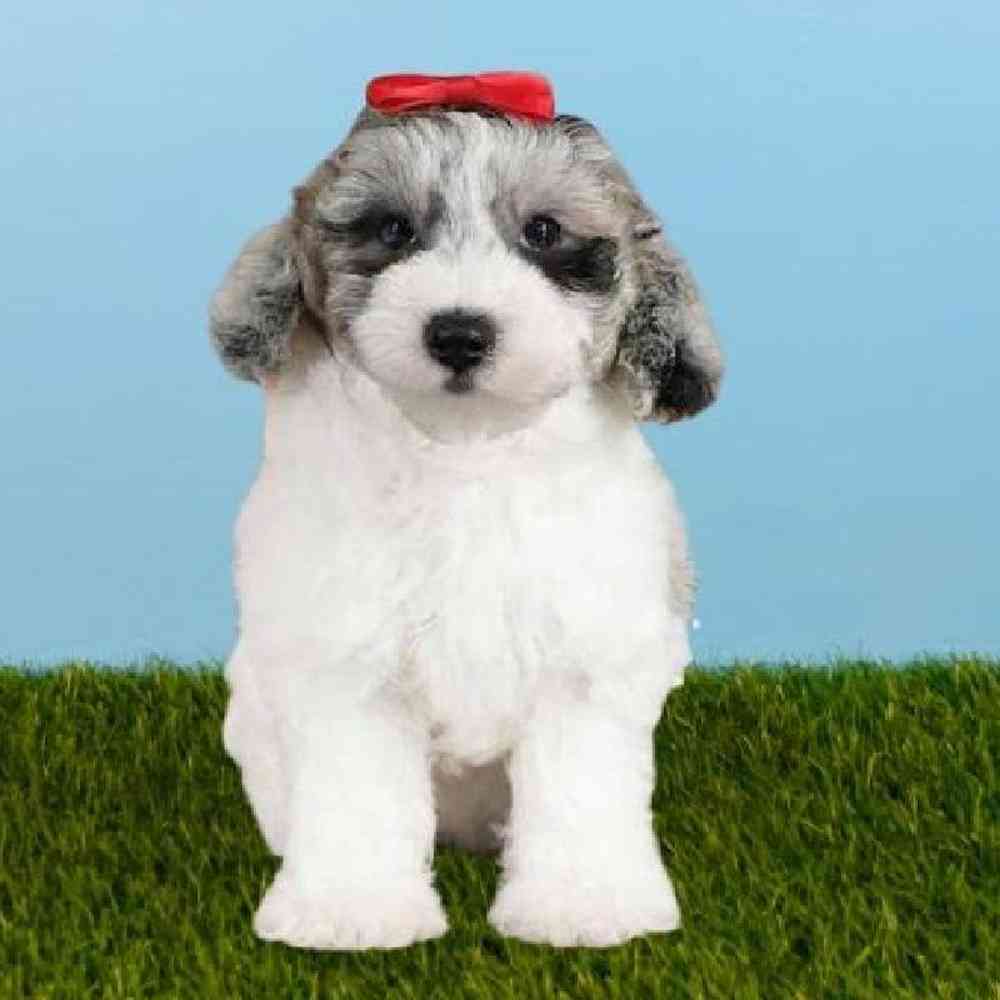 Female Schnoodle Puppy for sale