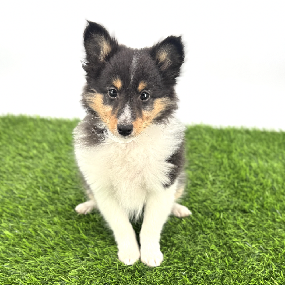 pet breed image