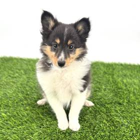 Sheltie