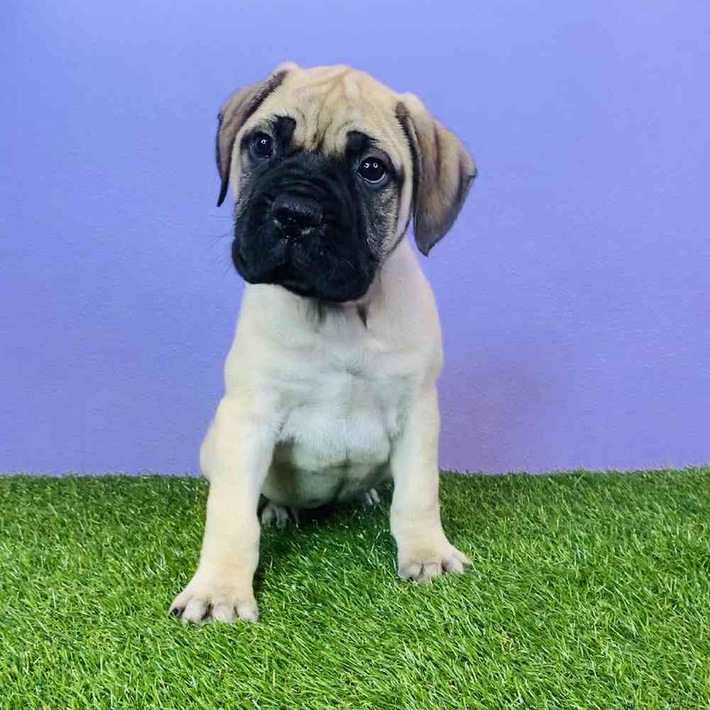 Male Bullmastiff Puppy for sale