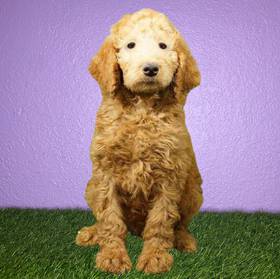 Standard Poodle