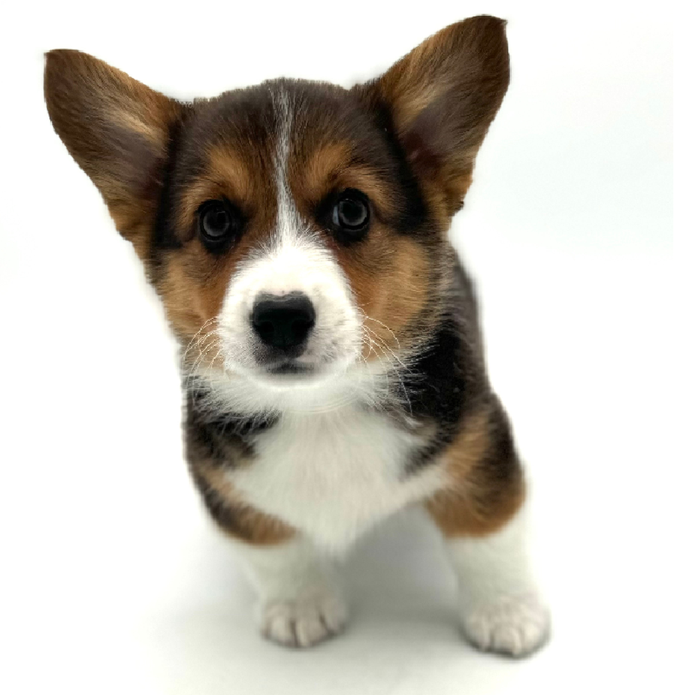 Pembroke Welsh Corgi