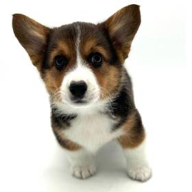 Pembroke Welsh Corgi