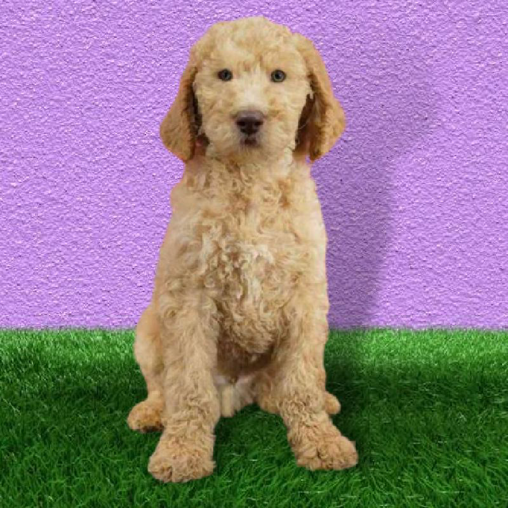 Male 2nd Gen Standard Goldendoodle Puppy for sale
