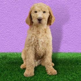 2nd Gen Standard Goldendoodle