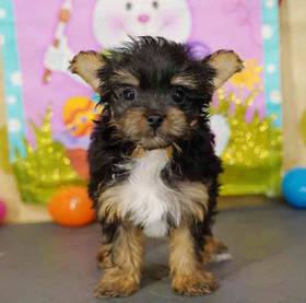 Yorkie-Poo
