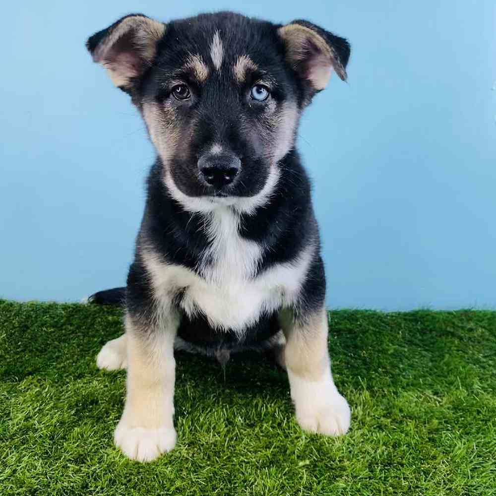 German Shepherd Mix Siberian Retriever For Sale German Siberian