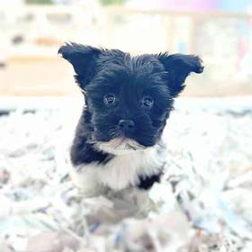 Havanese