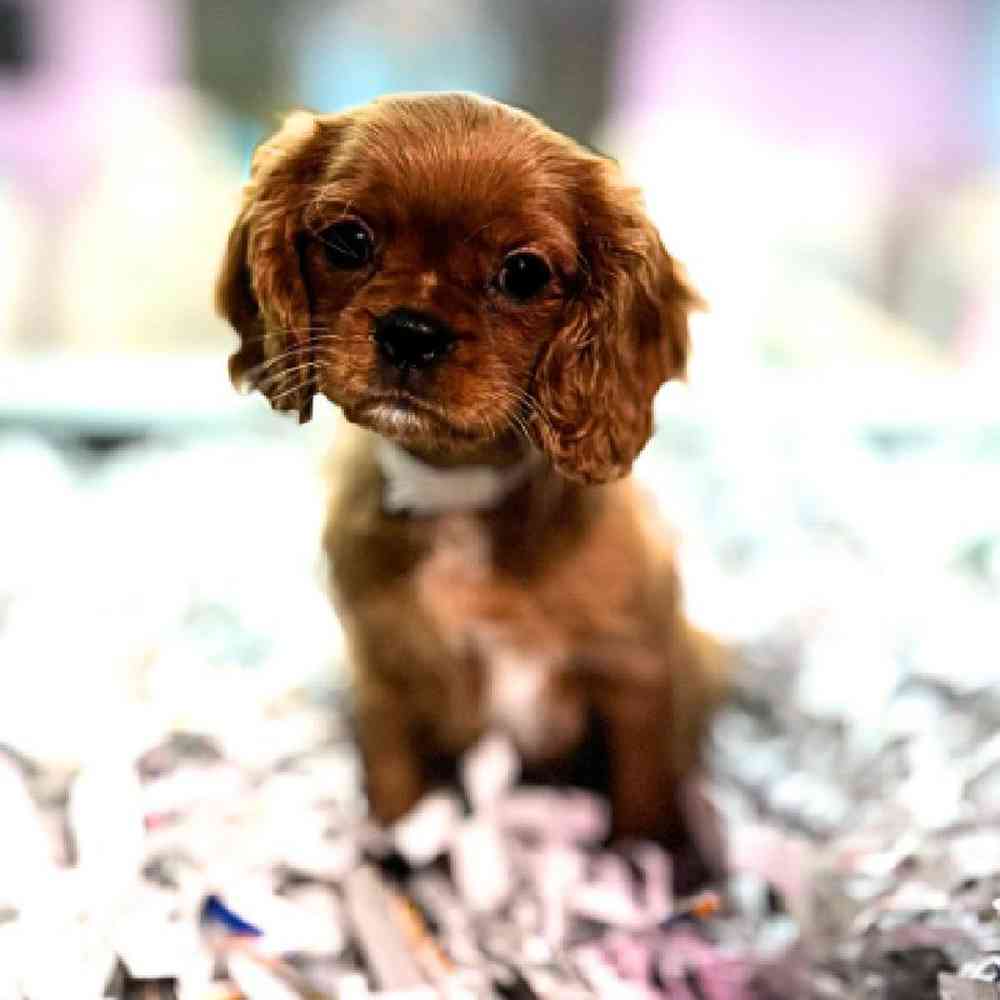 carousel pet images