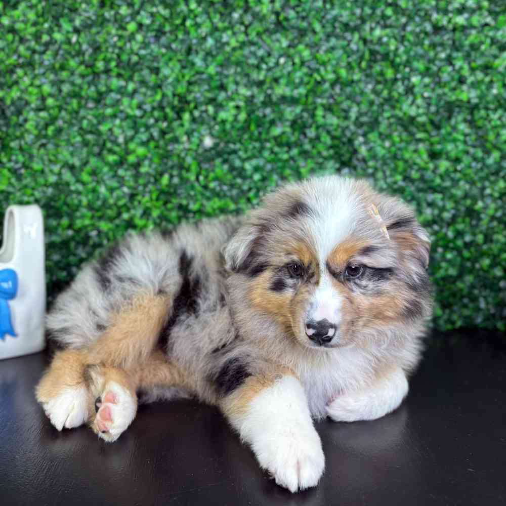carousel pet images