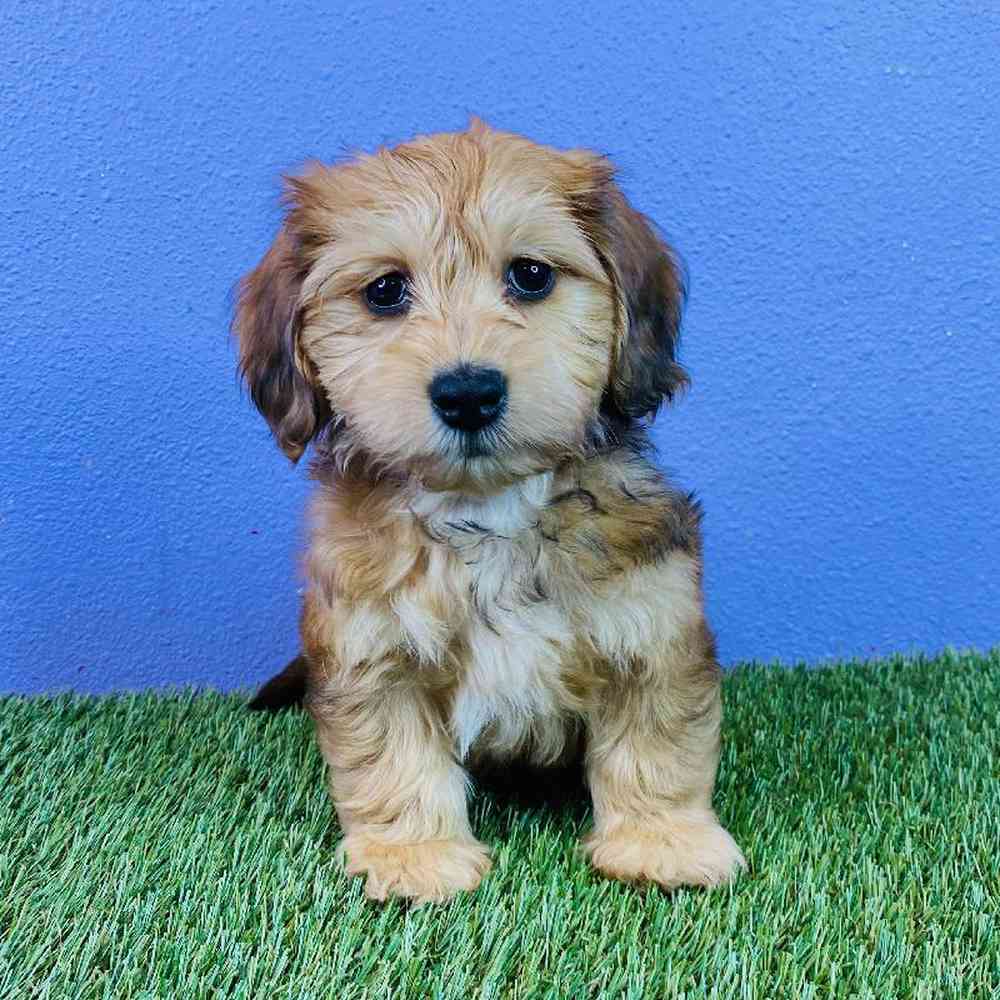 Female Havanese/Dachshund Puppy for sale