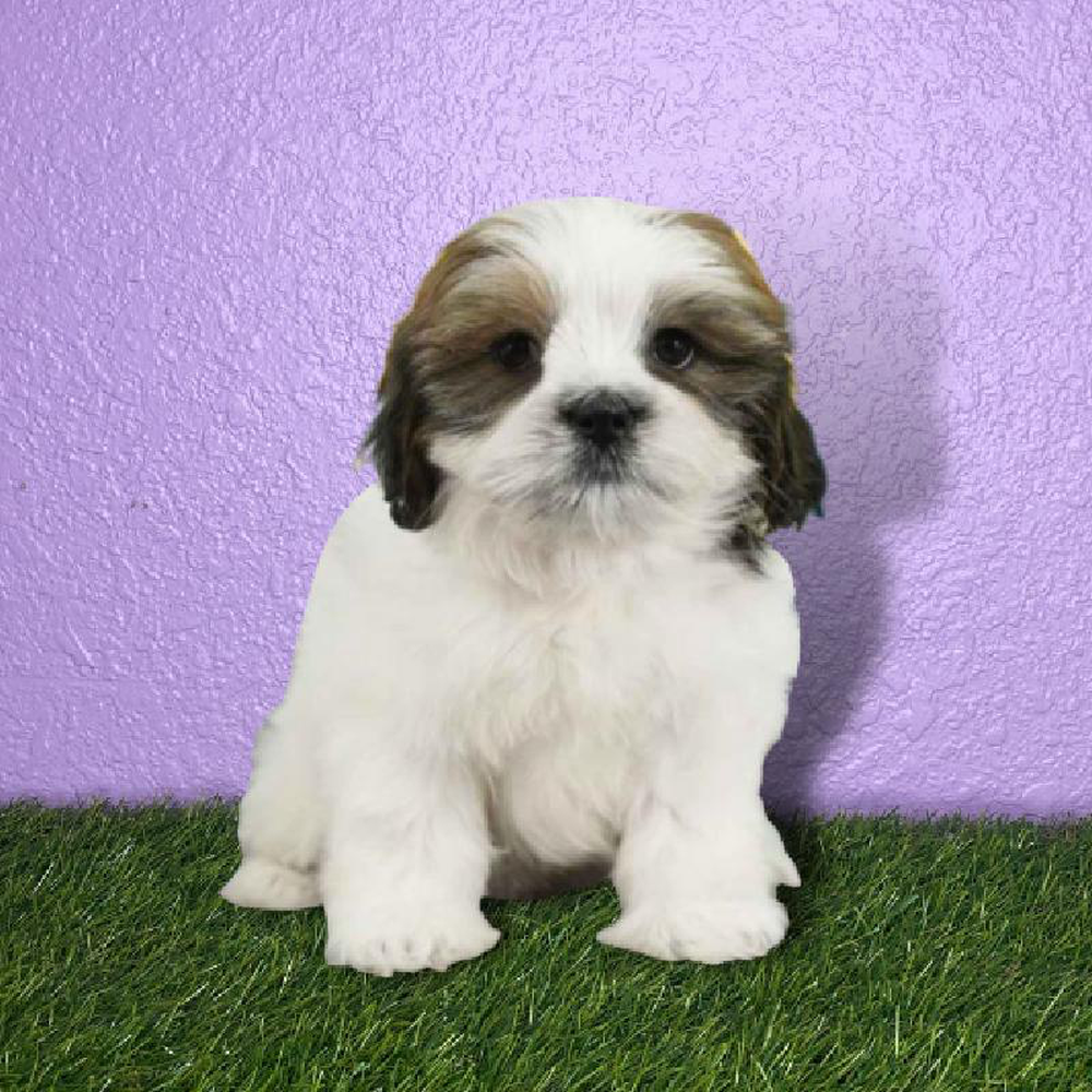 Female Lhasa Apso Puppy for sale