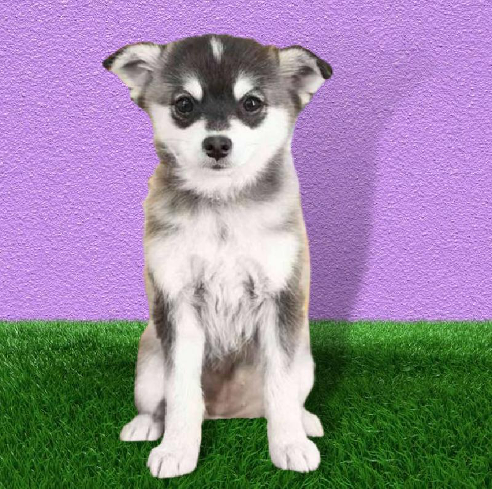 carousel pet images