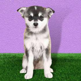 Pomeranian-Alaskan Klee Kai