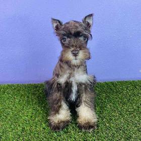 Mini Schnauzer