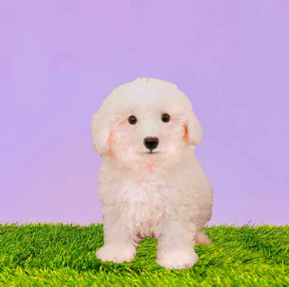 carousel pet images
