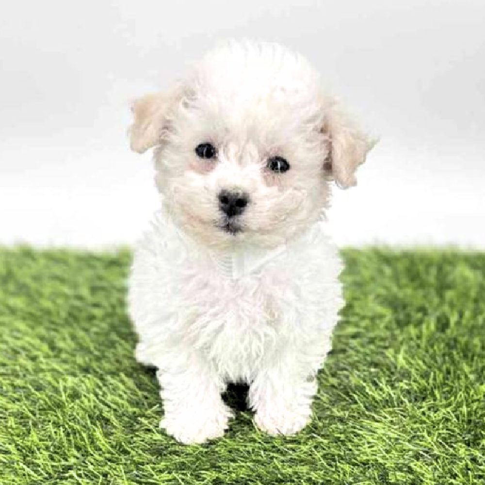 pet breed image