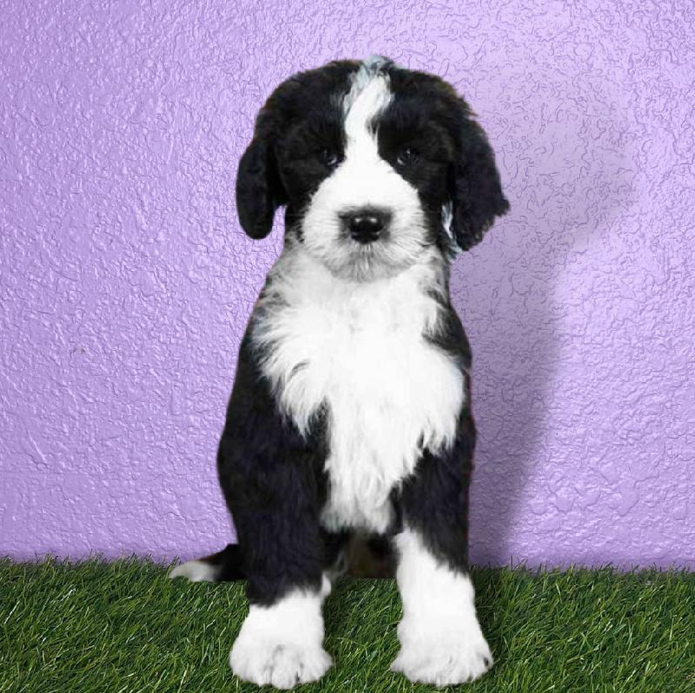 Male Sheepadoodle Puppy for sale