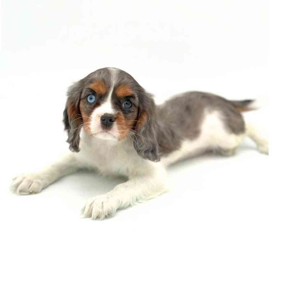 Female Cavalier King Charles Spaniel Puppy for Sale in Puyallup, WA