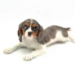 Cavalier King Charles Spaniel