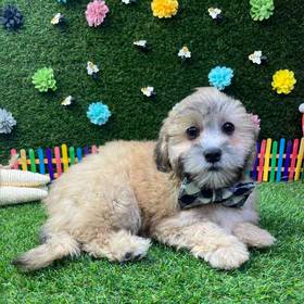 Shizapoo