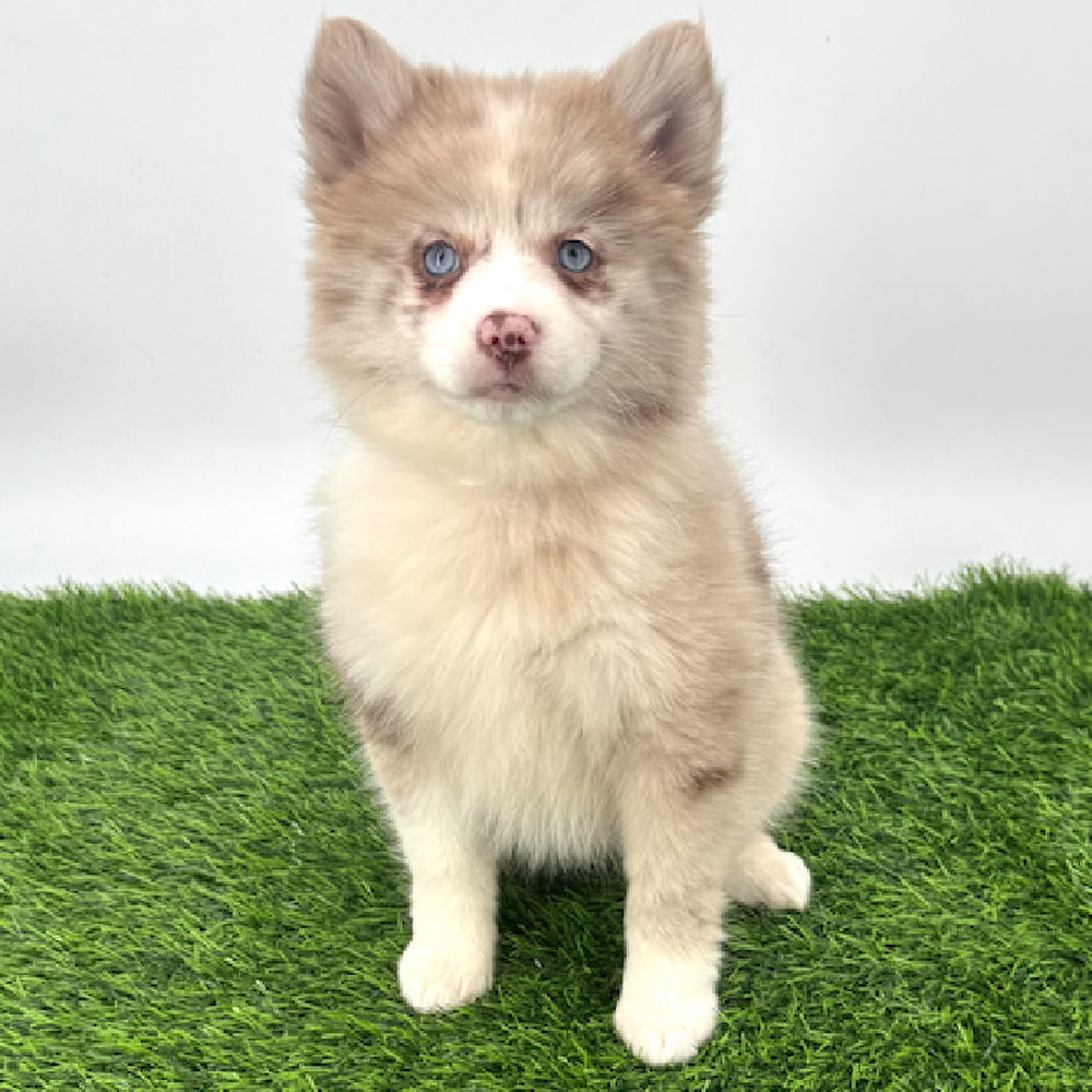 pet breed image