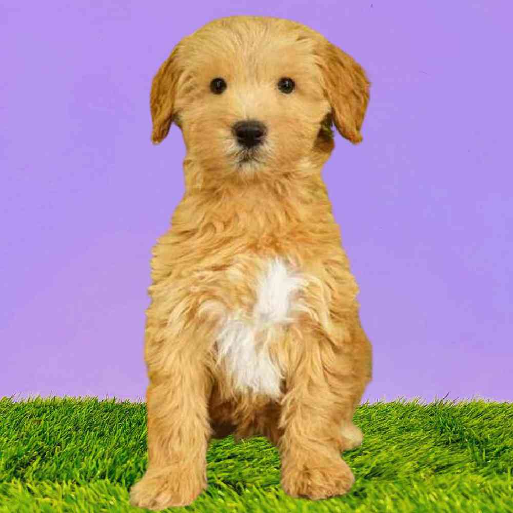 Female 2nd Gen Mini Goldendoodle Puppy for Sale in Puyallup, WA