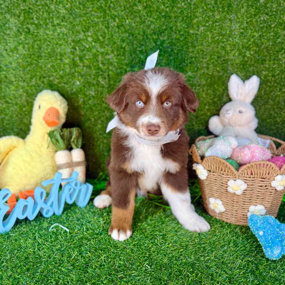 carousel pet images