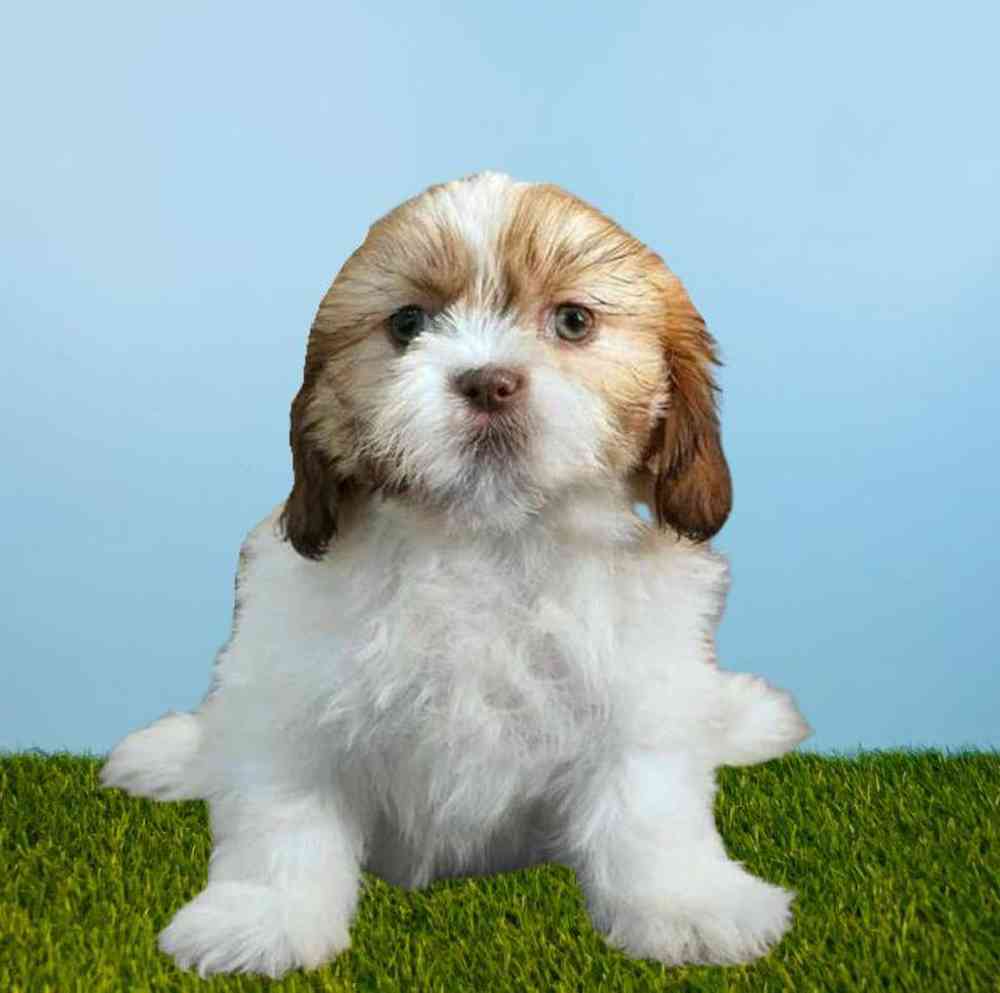 Female Shih Tzu Puppy for sale